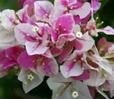 BOUGAINVALLEA FLOWERING PLANT( PINK AND WHITE SHADED)