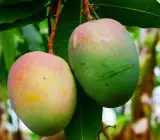 Neeluim Bori Mango ( Grafting) Plant
