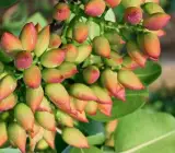 Pistachio Grafted Live Fruit Plant – Premium Pista Nut Plant