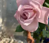 English Rose flowers plant