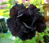 Rosy Variety Adenum
