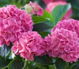 Hybrid Hydrangea FLOWERING plants(PINK)