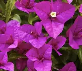 Chinese Pink Berry Bougainvillea