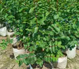 Furush Flower Plant ( Pink)