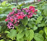 Red Bliding-Hard Flower plant