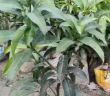 Thai All Time Mango _ Grafted and Hybrid Plants