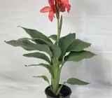 cannas Dwarf Red flower plant