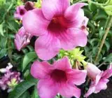 ALLAMANDA FLOWERING PLANT(PURPLE)