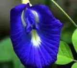 Asian pigeonwings Plant (Aparajita)BLUE