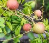 Ping Pong Longan Grafted Fruit Plant – Premium Sweet Longan Live Plant
