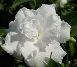 Raaj Tagar Flower Plant