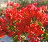 Orange Marble bougainvillea