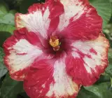 Austrian Hibiscus plant (PURPLE MAGIC)