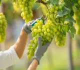 Thai Verity Seedless Green Grapes Plant