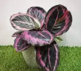 Calathea roseopicta plant