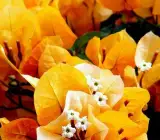 BOUGAINVILLEA FLOWERING PLANT(YELLOW)