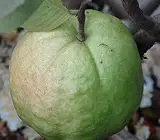 Guava kg Guava - Fruit Plant