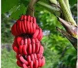 Tissu cultures red banana fruit plant