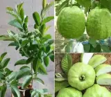 Thai 10 Guava Grafted Hybrid Fruit Plant – Premium Guava Live Plant