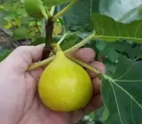 Denna Fig Live Fruit Plant – Premium Sweet Fig Fruit Plant