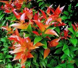 Syzygium Campanulatum, Christina tree - Plant