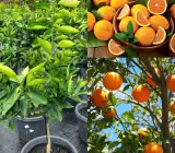 Sylhet Orange Fruit Plant