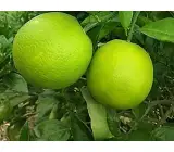 Mosambi (grafting) Fruit Planty