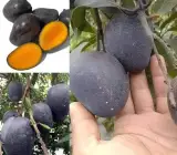 Kasturi mango Fruit plant