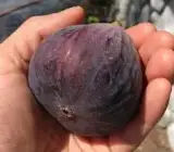 Turkey Fig Live Fruit Plant – Premium Sweet Fig Fruit Plant