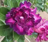 Adenum Rose VarietY Grafted Plants