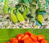 All Time Red Jackfruit Hybrid Grafted Plant