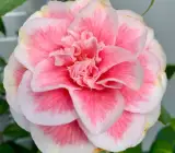 CAMELLIA FLOWERING PLANT