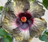 Australian Hibiscus Flowers Plants