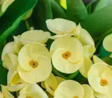 Euphorbia flowering plant(YELLOW)