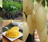 Doc Mai mango- GRAFTING FRUIT plant