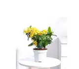 Chinese ixora yellow- Flower Plant