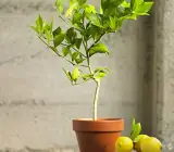 Meyer Lemon fruit plant