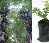Jaboticabas FRUIT PLANT