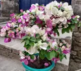 BOUGAINVALLEA FLOWERING PLANT( PINK AND WHITE SHADED)