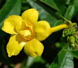 ALLAMANDA FLOWERING PLANT(YELLOW)