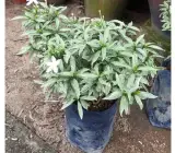Variegated Tagar FLOWERING PLANT
