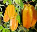 Thai All Time Sweet Star Fruit Grafted Plant