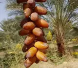 Deglet Noor Variety Date Palm Live Plant – Premium Sweet Date Fruit Plant