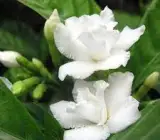 TAGAR DUBBLE PETAL FLOWERING PLANT