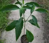 Basak Plant