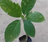 BhootRaaj Plant