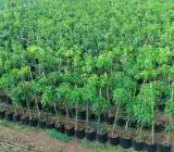 Gouromati Mango-Grafting Plant