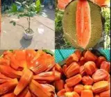 Gumless Red Jackfruit Grafted Hybrid Fruit Plant – Premium Red Flesh Low-Latex Jackfruit Plant