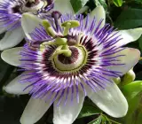 Passion flower plant