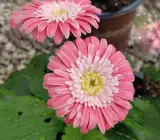 Tissue culture Gerbera plants(PINK)